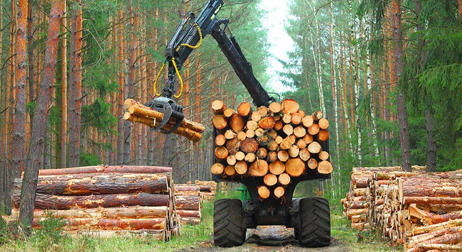 Global Timber Industry